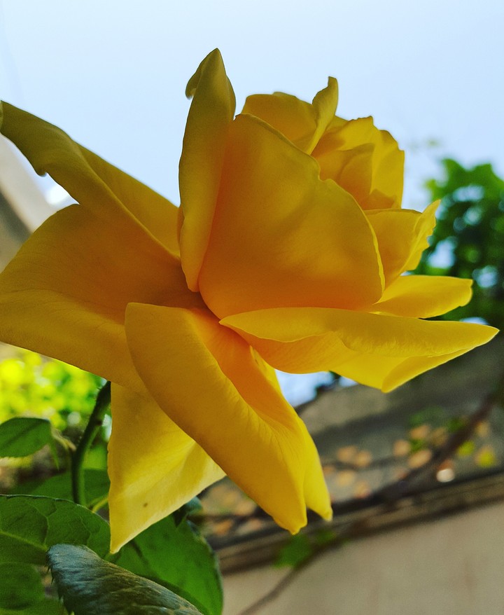 yellow flowers