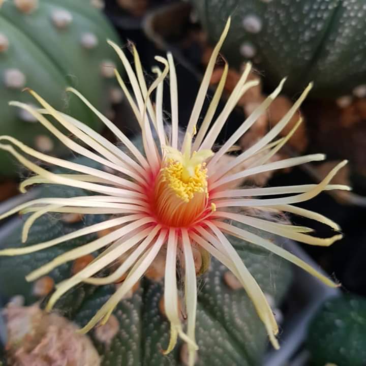 Cactus