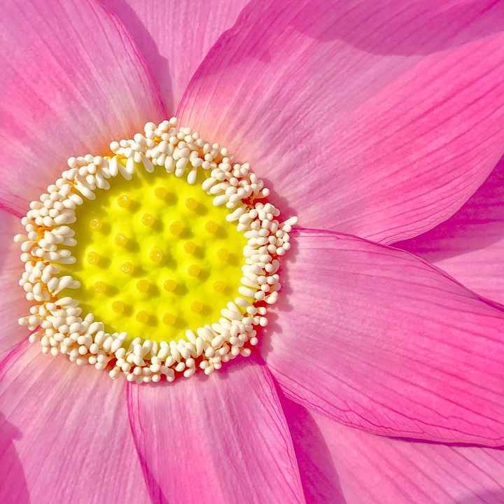 Pink Lotus