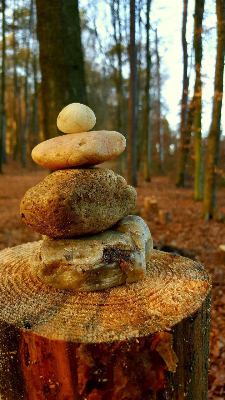 ...in the forest