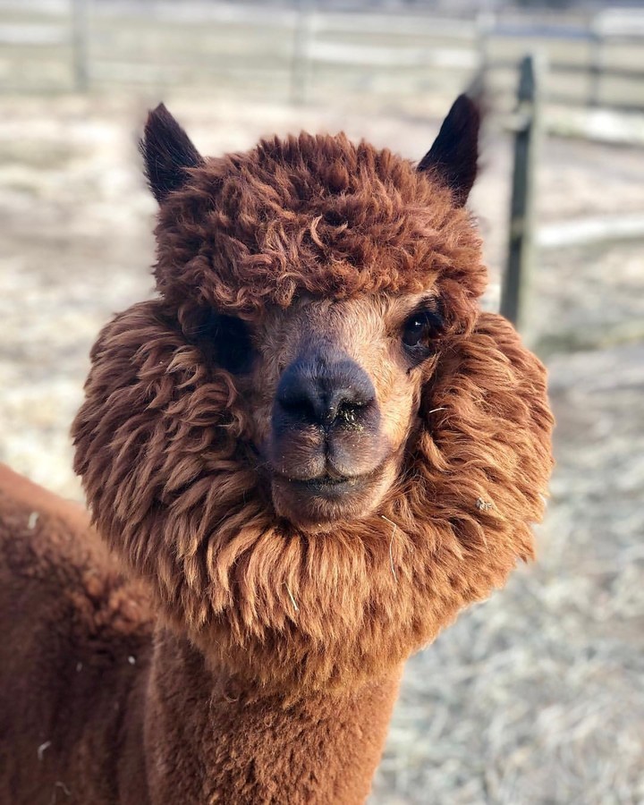 Lama