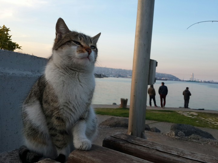 kedi