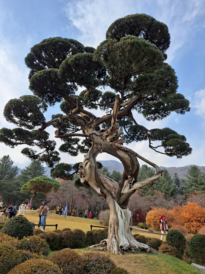 천년향
