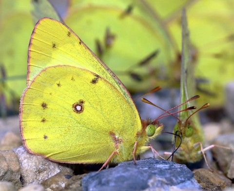 тапети insect, plant