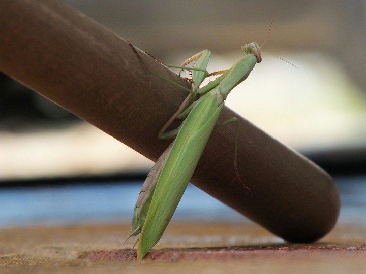 Grasshopper-Çekirge -green