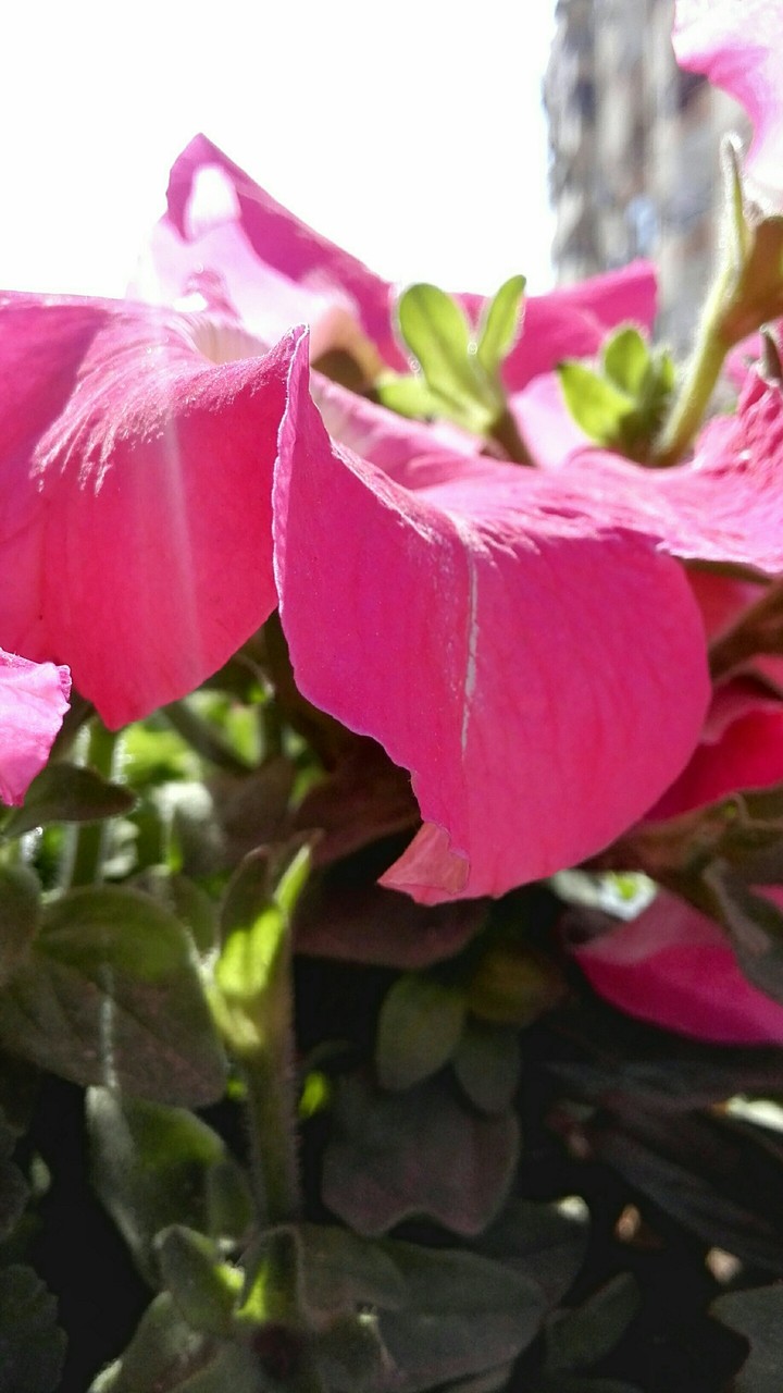 my flower