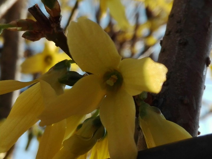 yellow