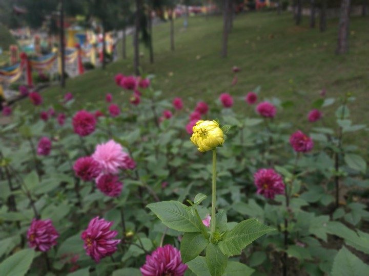 phong cảnh Việt Nam