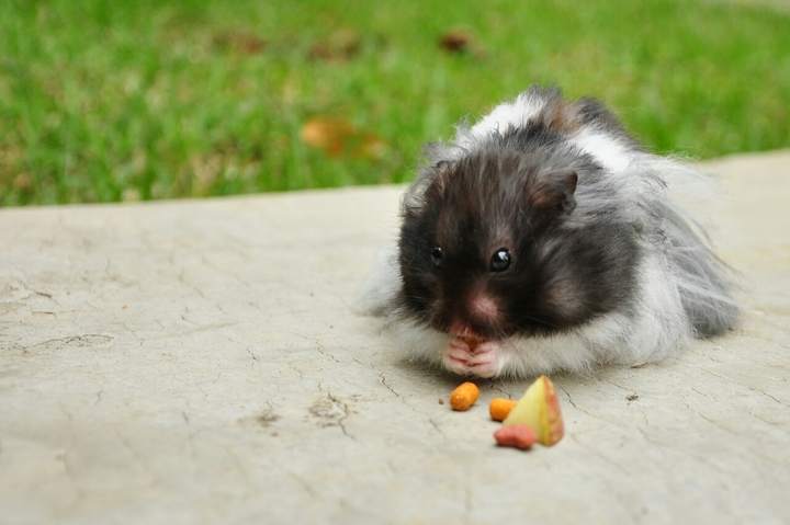 Pet
