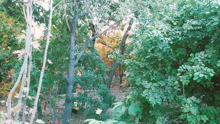 green land