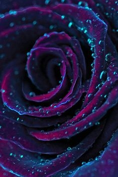 Violet Rose