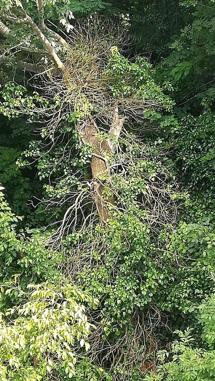 the tree
