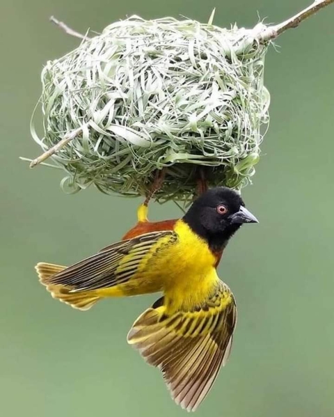 Bird