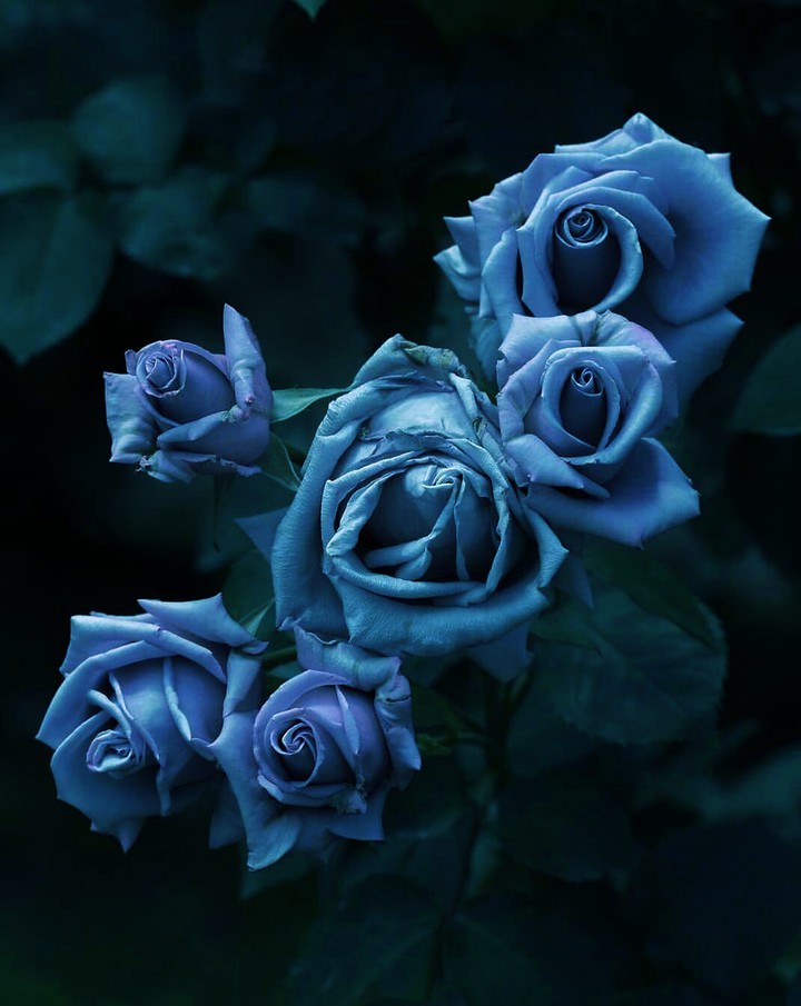 Roses