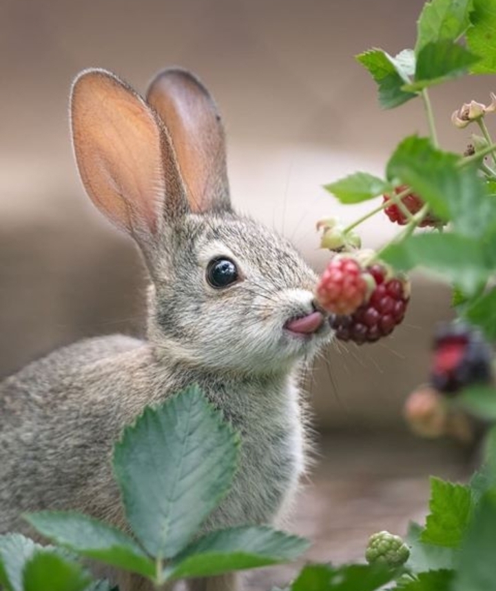 Simillar To Berry :)