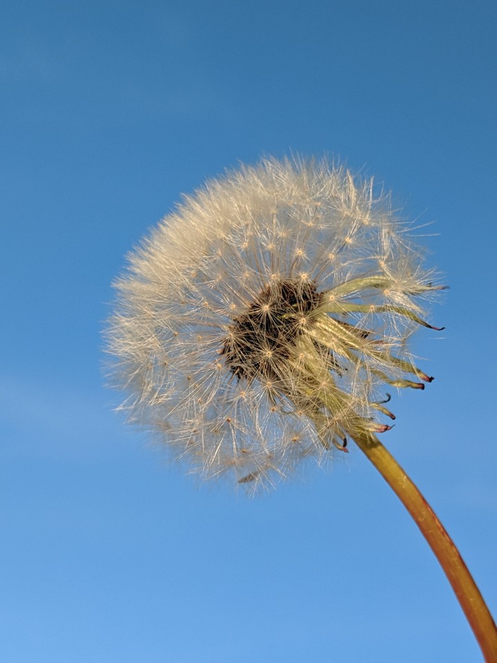 Dandelion 2