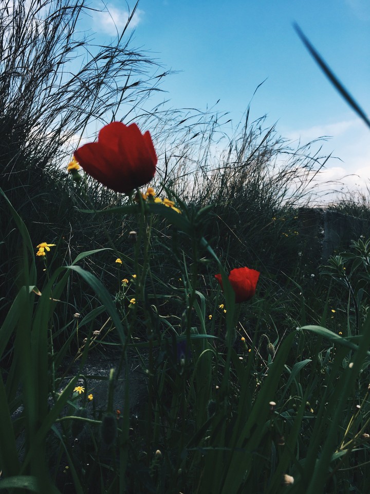 Spring