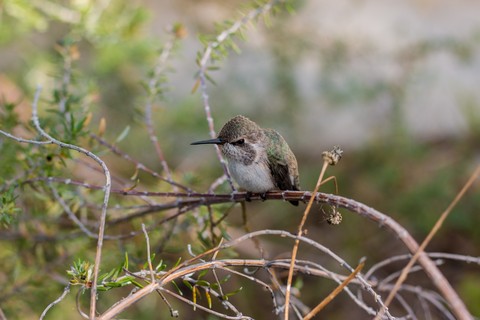 hình nền hummingbird, coraciiformes