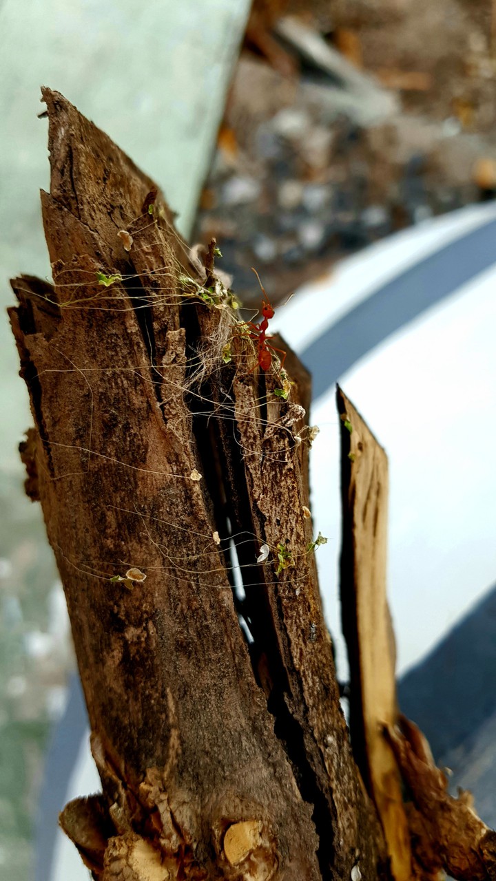 Ant!