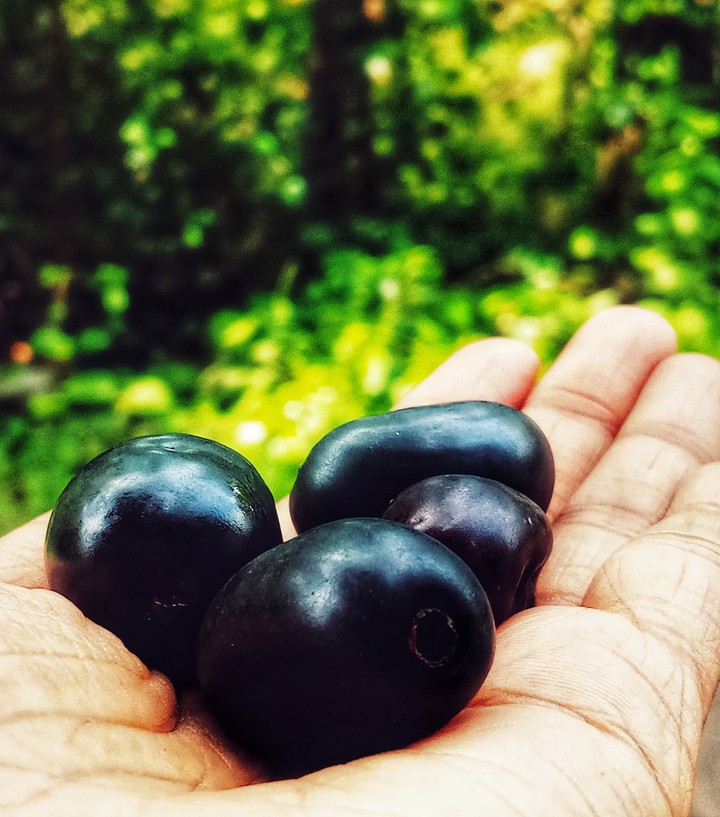 jamun...