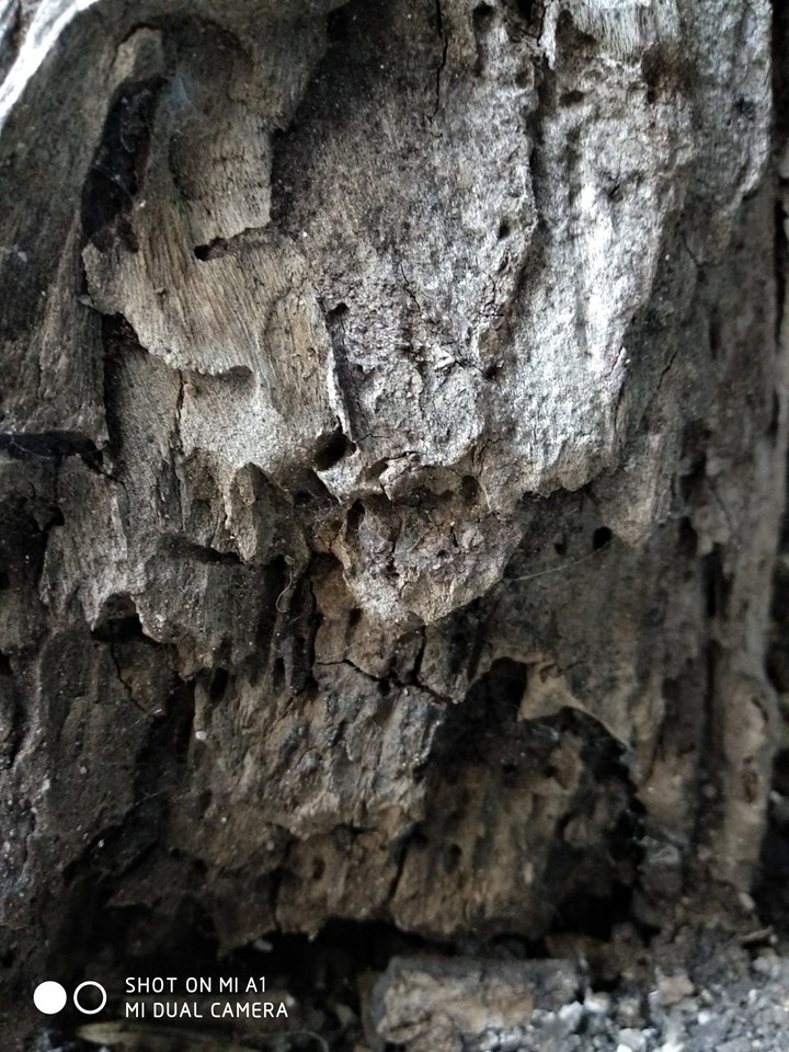 #wood #termites hole