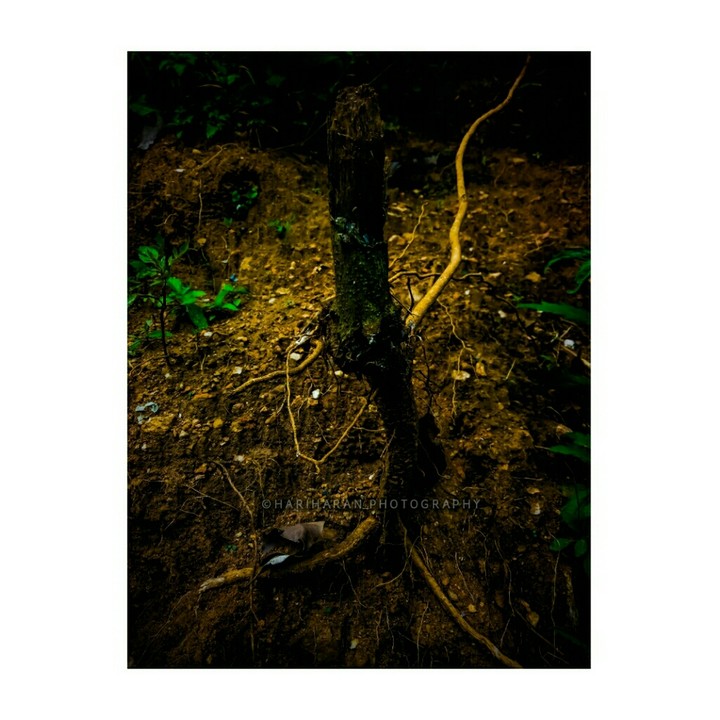 ||| •Roots Exposed• |||