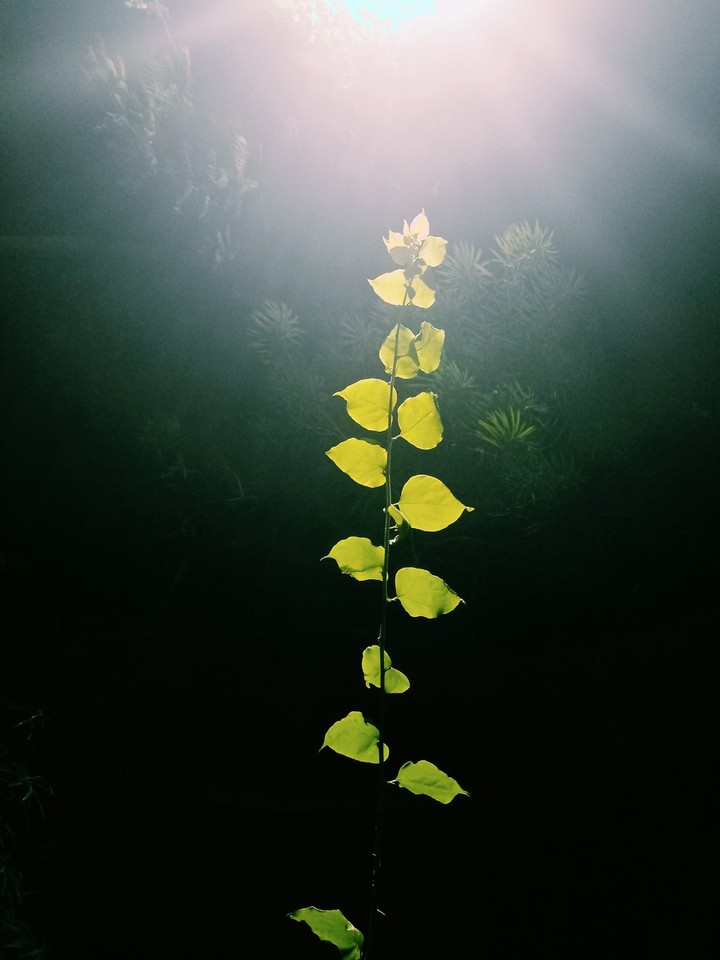 towards the LIGHT