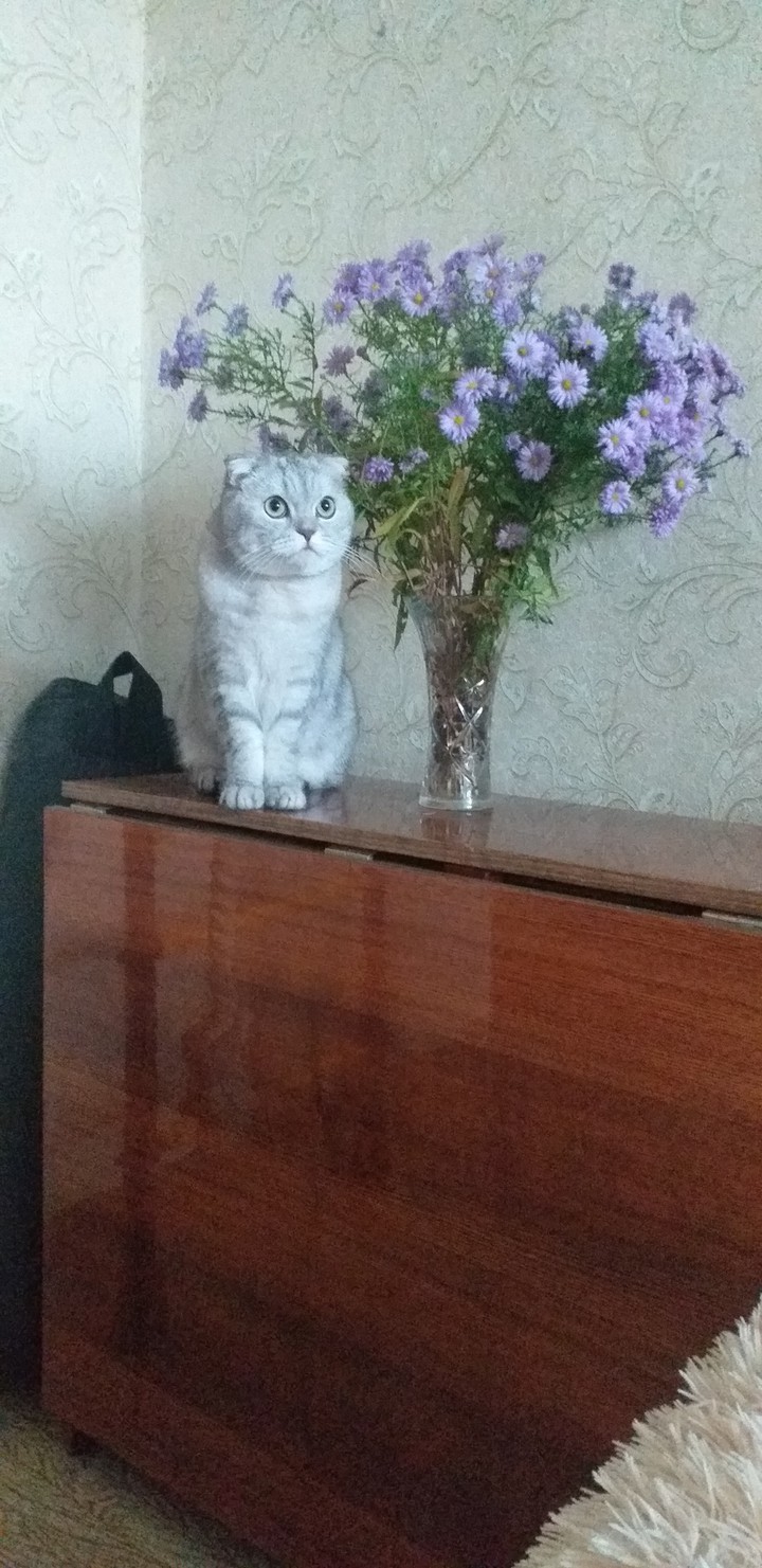 кот бакс
