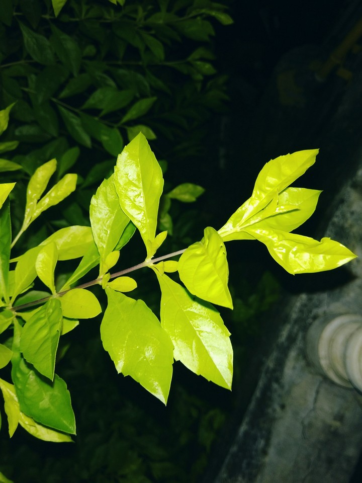 Plant