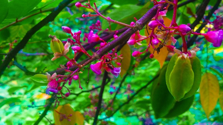 hoa khế