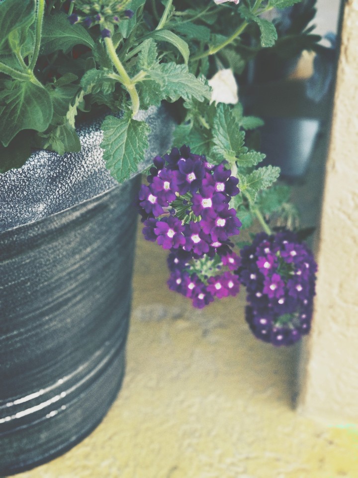 Purple Love!!