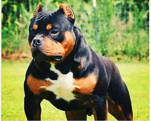 mix bread of pit bull and Rottweiler very dangerous dog
