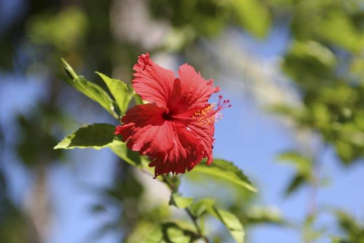 Plant