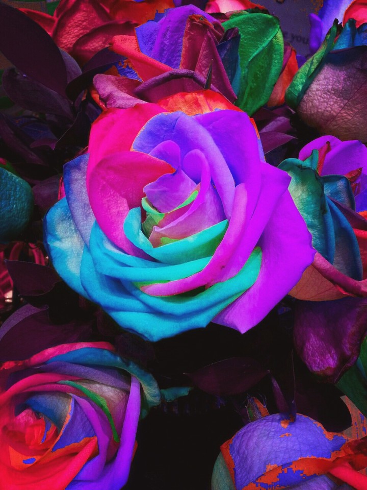 rainbow 