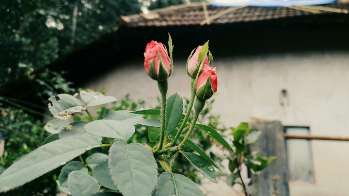 red ?