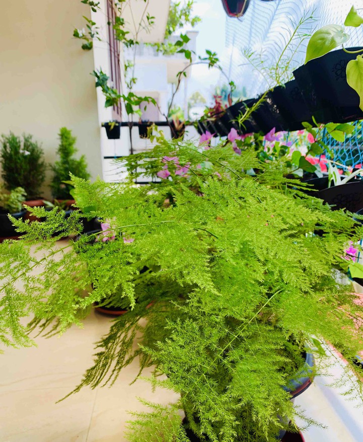 my asparagus fern