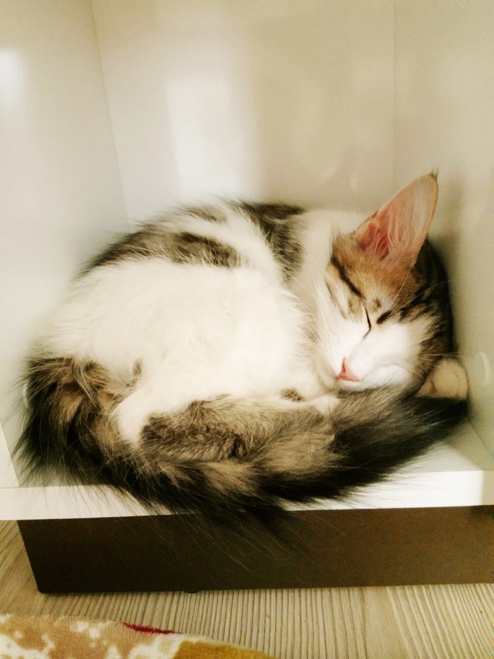 maow