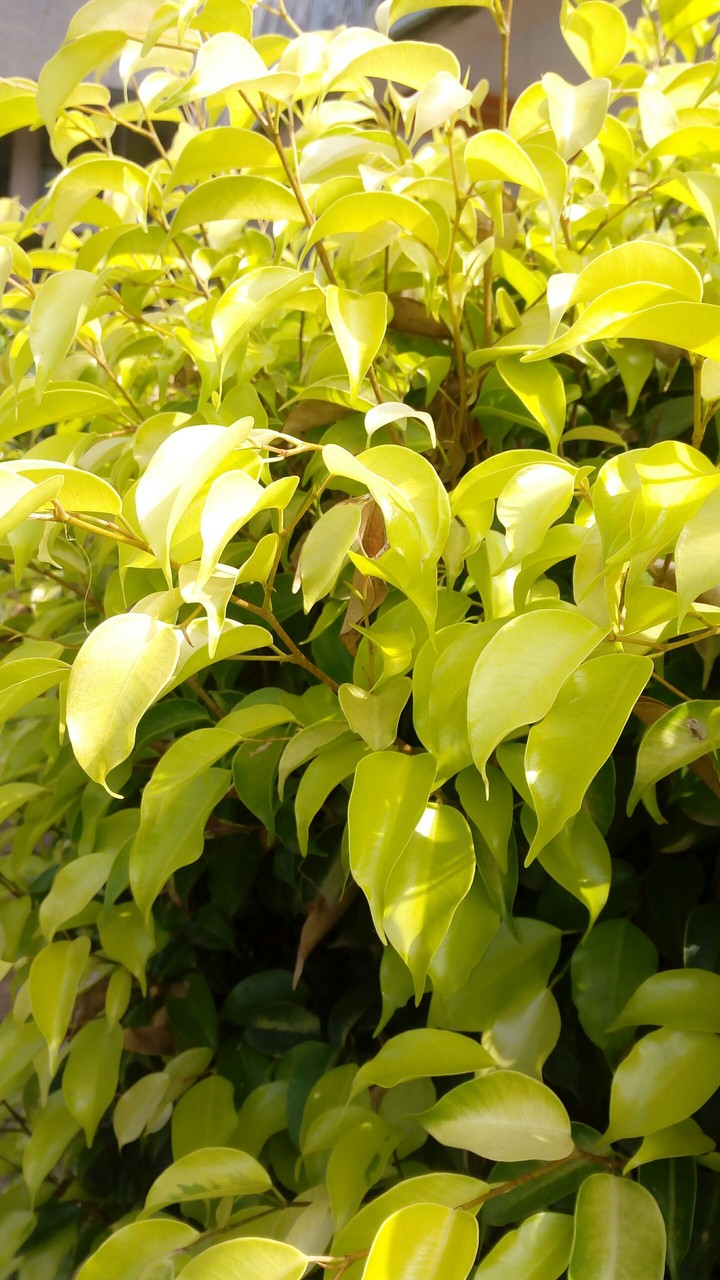 Young leaves