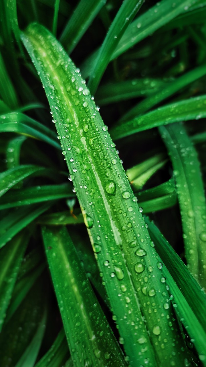 Raindrops on a leaf