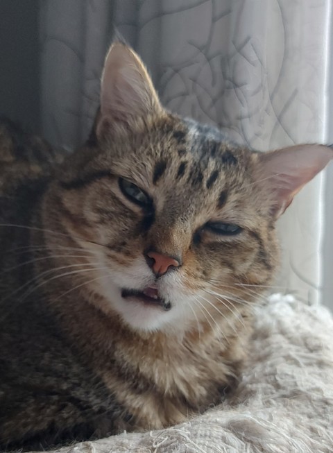 Carnivore, whiskers háttérképek