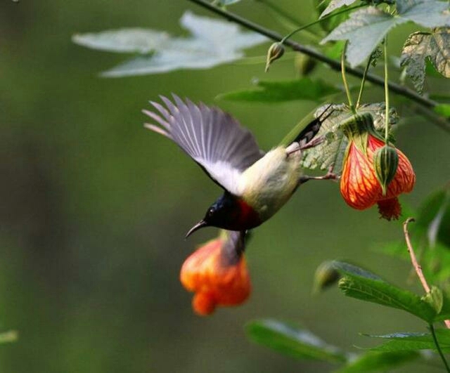 Bird