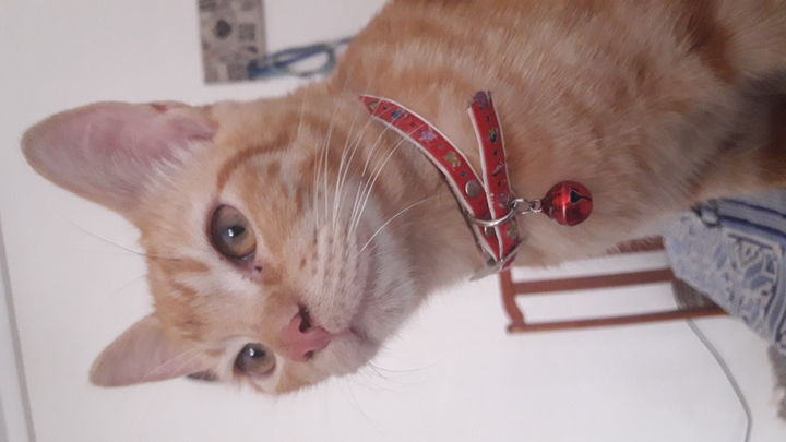 cat