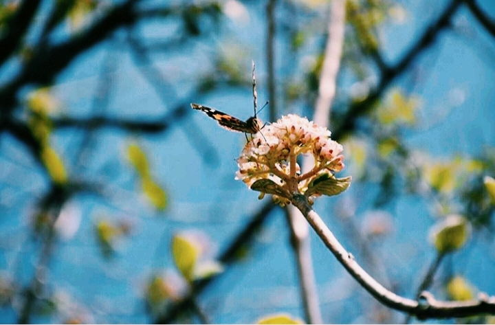 vbv_photography