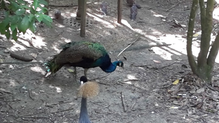 Bird
