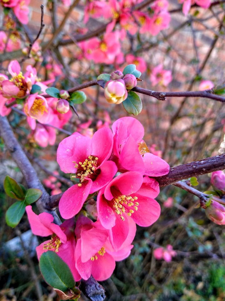 bloom