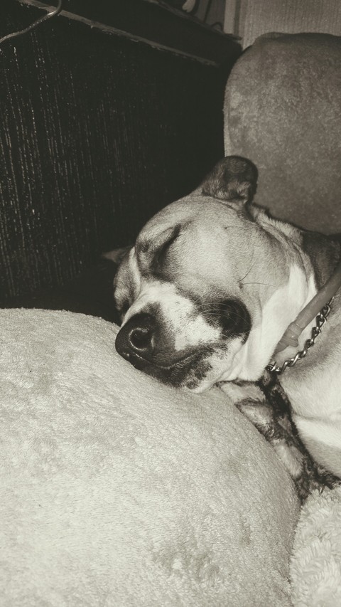Sleepy puppy