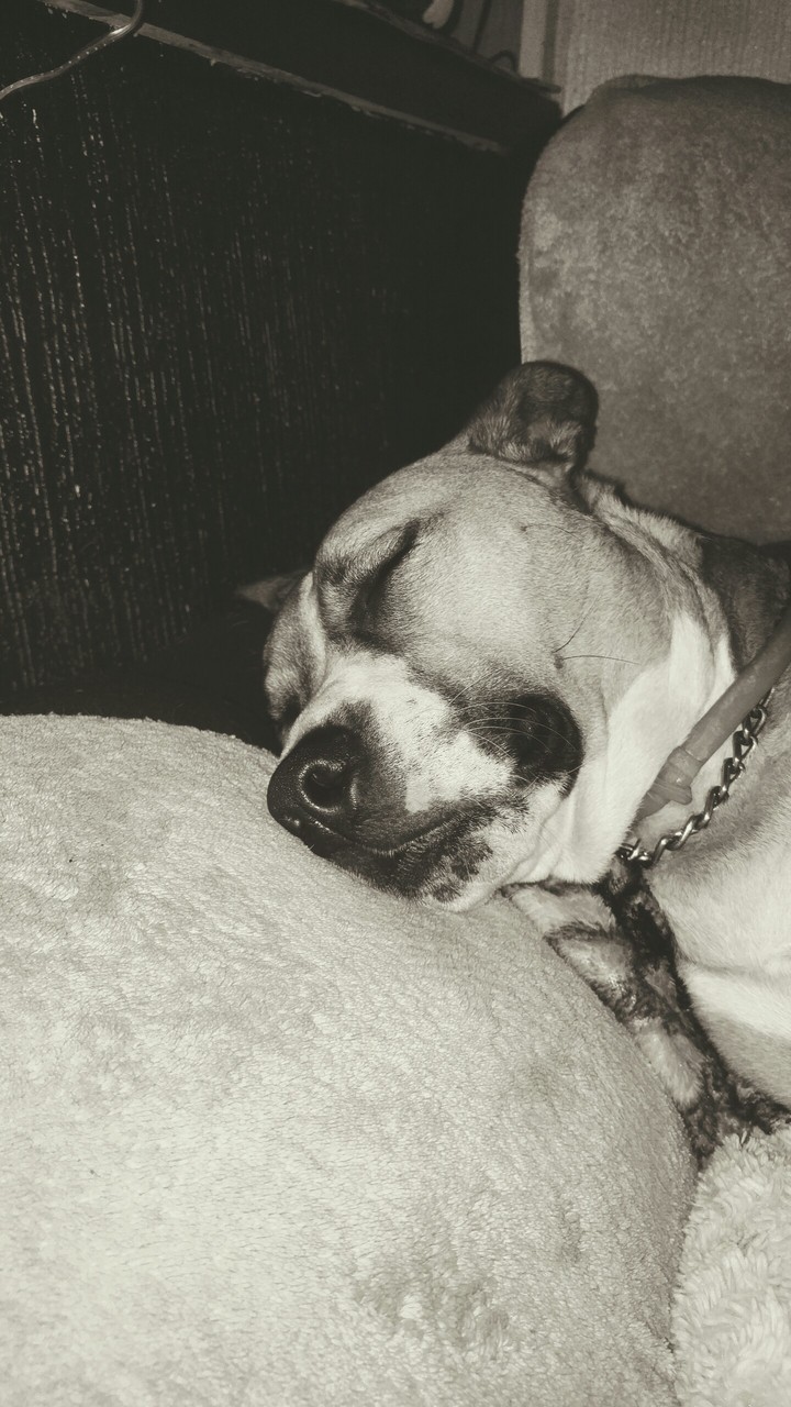 Sleepy puppy