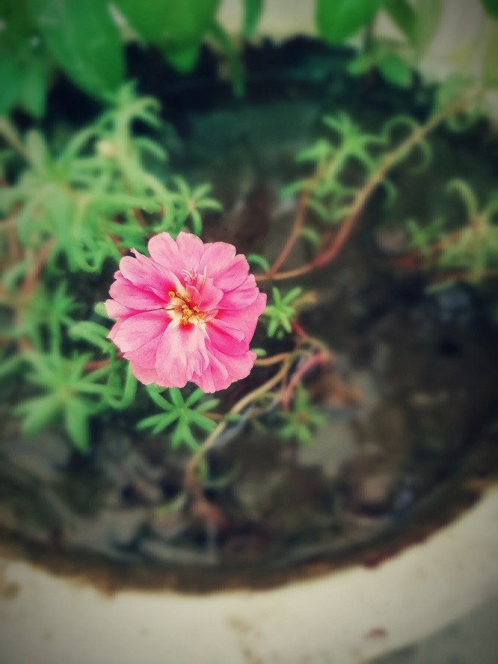 pink