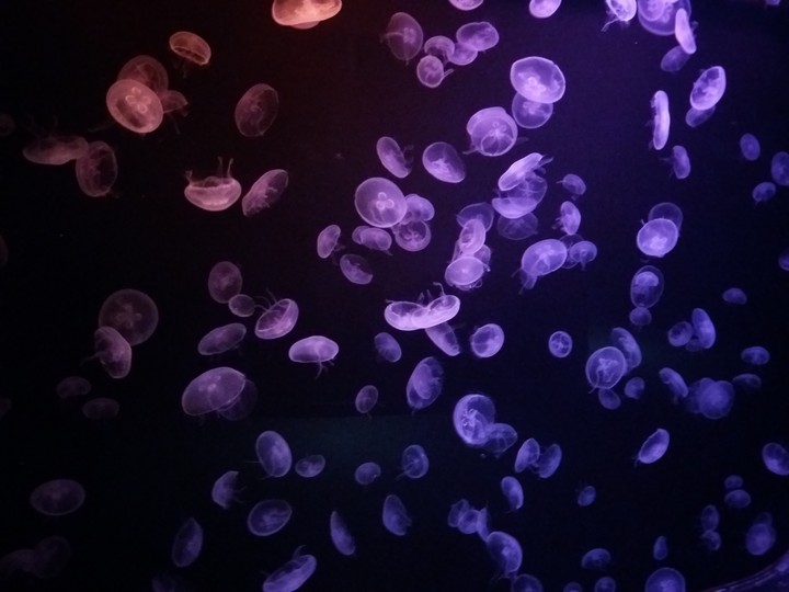 Medusas