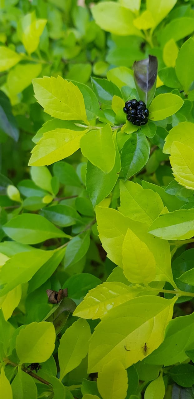 nature
